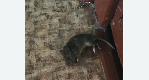 Дезинфекция от мышей в Кузнецке